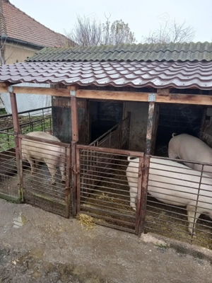 Vând porci 150 170 kg - imagine 4