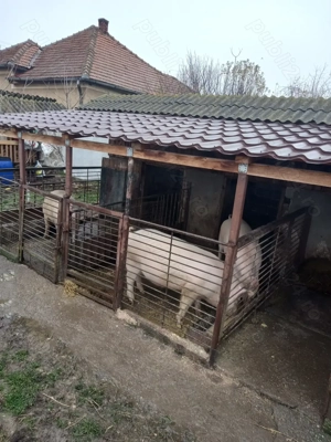 Vând porci 150 170 kg - imagine 2