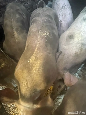 vand porci - imagine 2