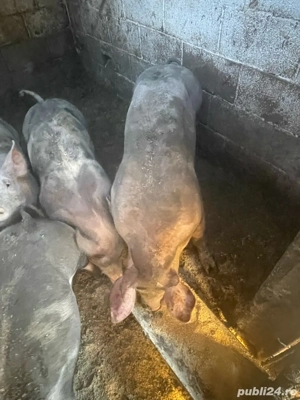 vand porci - imagine 4