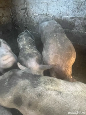 vand porci - imagine 3