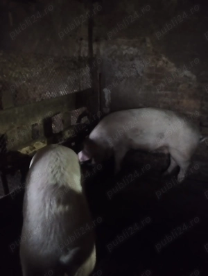 Vând porci - imagine 2