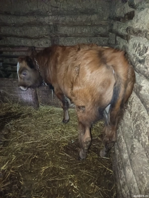 vând vitel - imagine 4