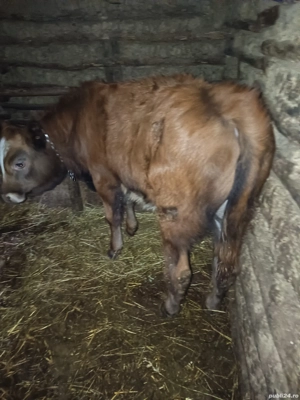 vând vitel - imagine 3