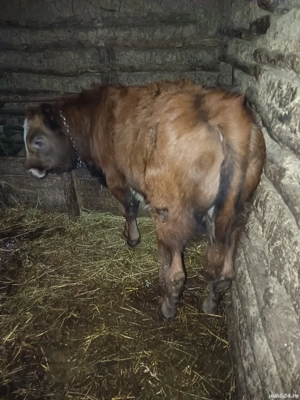 vând vitel - imagine 2