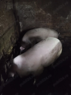 Vând porci - imagine 3