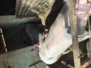 Pietran de vanzare - imagine 2