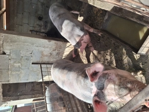 Pietran de vanzare - imagine 5