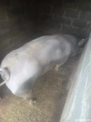 porci de vanzare - imagine 3