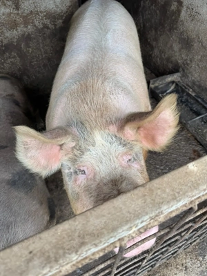 Purcei de vanzare - imagine 5