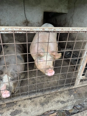 Purcei de vanzare - imagine 4