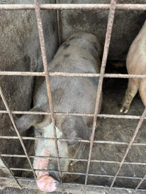 Purcei de vanzare - imagine 3