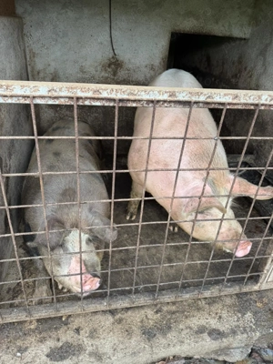 Purcei de vanzare - imagine 2