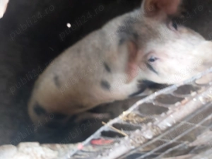 Porci de vânzare 