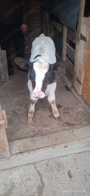 Vițel de vânzare de 5 săptămâni 