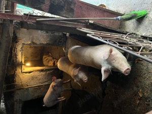 Porci de vanzare in Dascalu - Ilfov - imagine 2