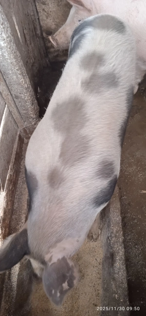 Porc de vânzare 