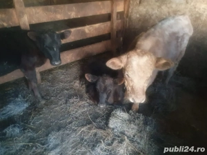 Vand vitei si taurasi - imagine 3