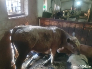 Vand vitei si taurasi