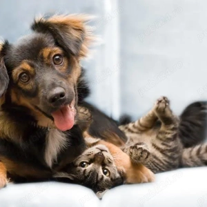 Pet sitter la domiciliu Timisoara