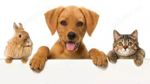 Pet sitter la domiciliu Timisoara - imagine 2