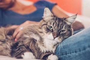 Pet sitter dedicat - Timisoara -  