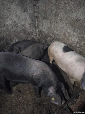 porci de vanzare  - imagine 4