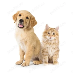 Pet sitter la domiciliu Timisoara - imagine 3