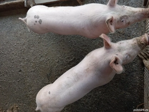 vand grasuni 2 bucati - imagine 2