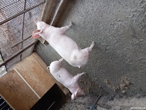 vand grasuni 2 bucati - imagine 3