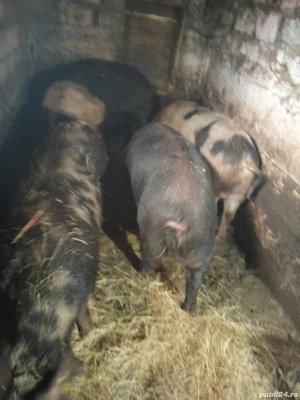 porci de vanzare  - imagine 3