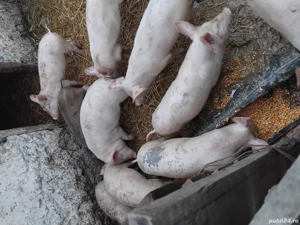 Vând purceii - imagine 2