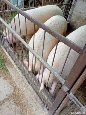 Porc gras crescut in gospodarie 