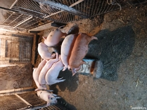 purcei frumosi si ieftini - imagine 2