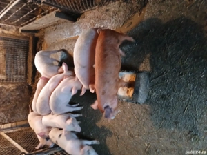 purcei frumosi si ieftini