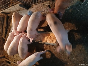 purcei frumosi si ieftini - imagine 5