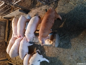 purcei frumosi si ieftini - imagine 4