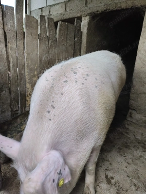 Vând purcea de tară - imagine 2