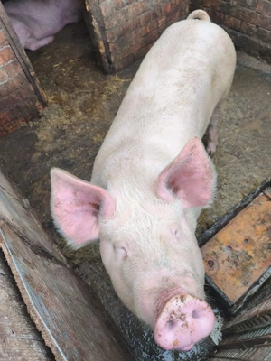 Vand 2 porci  - imagine 2