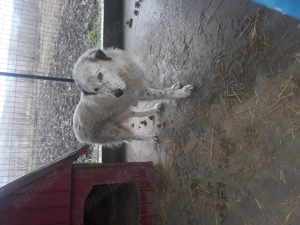 Vindem cîine ciobanesc - imagine 2