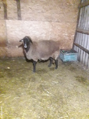 oaie românească de talie mare  - imagine 4