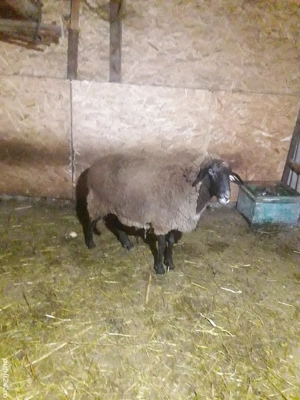 oaie românească de talie mare  - imagine 2