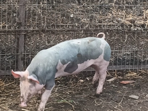 Vând purcei pietrain - imagine 4