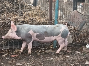 Vând purcei pietrain - imagine 3