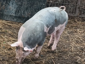 Vând purcei pietrain