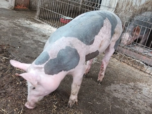 Vând purcei pietrain - imagine 5