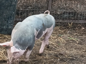 Vând purcei pietrain - imagine 2