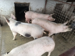 Vând porci de tăiat - imagine 8