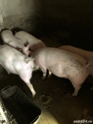 Porci de vanzare - imagine 2