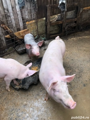 Porci de vanzare - imagine 3